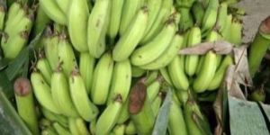 Fresh Green Banana