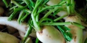 Fresh Radish