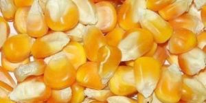 Yellow Maize Seeds