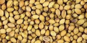 Coriander