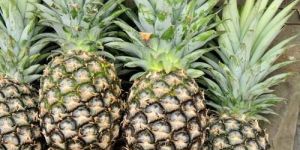 Fresh Pineapple