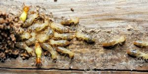 Termite Control Services