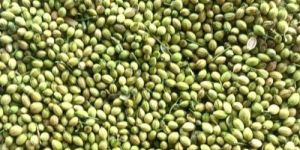 Coriander Seeds