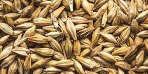 Barley Seeds