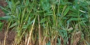 Rhizome Bamboo Plants