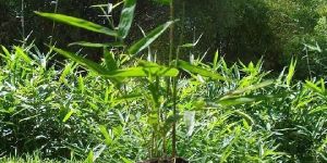 Tissue Culture Bamboo Plants