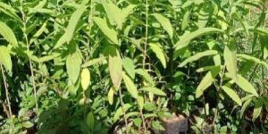 White Sandalwood Plants