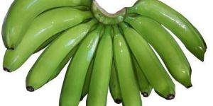 Green Cavendish Banana