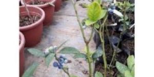 Blueberry Plant