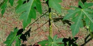 Papaya Plant