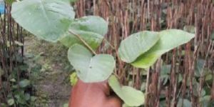 Red Sandalwood Plant