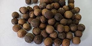 White Sandlewood Seeds