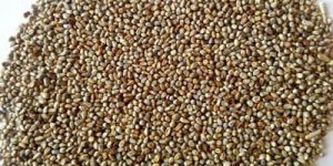 Brown Millet Seeds