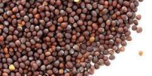 Brown Mustard Seeds
