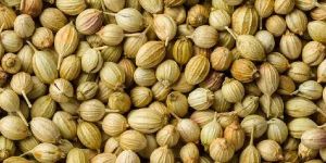 Coriander Seeds