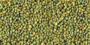 Green Millet Seeds