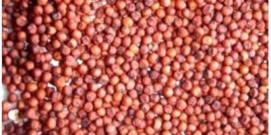Ragi Seeds