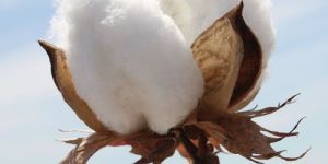 Raw Cotton