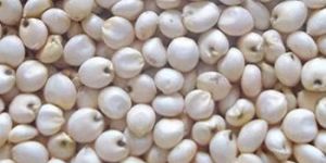 White Jowar Seeds