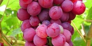Fresh Pink Grapes