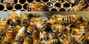 Bee Breeding Services