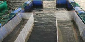 Fish Cage Culture System