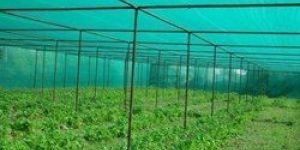 Nursery Shade Net