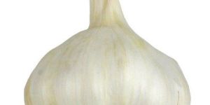Fresh Garlic