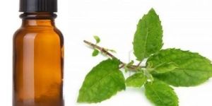 Thulasi Oil