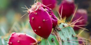 Cactus Fruit