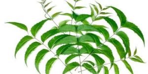 Neem Leaves