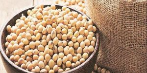 Soybean Seeds