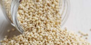 White Sorghum