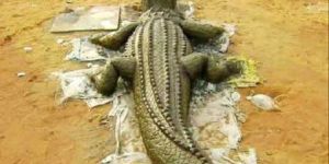 Cement Crocodile Statue