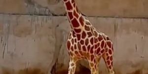 Cement Giraffe Statue