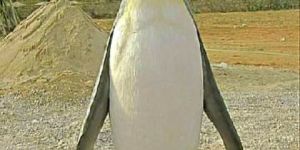 Cement Penguin Statue