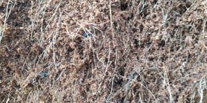 Wet Cocopeat Powder
