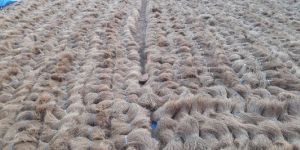 White Coir Fiber