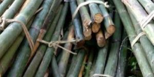 ASSAM CANE