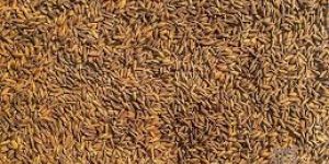 Black Rice Paddy Seeds