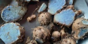 Black Turmeric ( Curcuma Caesia )