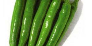 Fresh Green Chilli