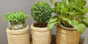 Jute Planter