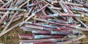 Super Napier Grass Seeds