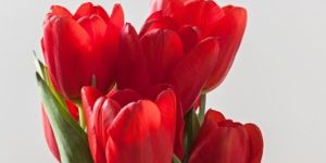 Red Tulip Flower