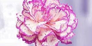 Two Tone Carnation Flower