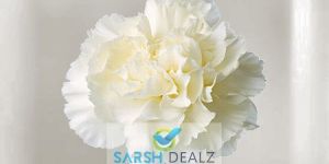 White Carnation Flower