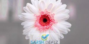 White Gerbera Flower