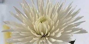 White Spider Mum Flower