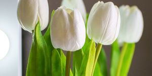 White Tulip Flower